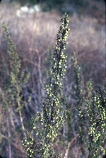 Coastal sagebrush
