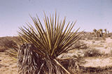 Mojave yucca and pricklypear cactus