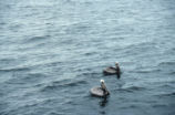 Brown pelican