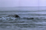 Gray whale