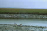 American oystercatcher