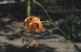 Humboldt's lily
