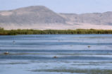 Western grebe