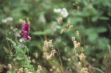 Beach pea and rattlesnake brome