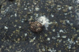 Western gull pellet and leaf barnacle shells