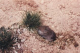 Vole