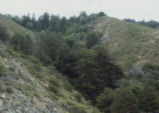 Redwoods at Big Sur