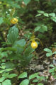 Yellow lady's slipper