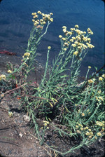 Western pearly everlasting