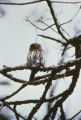 Ferruginous pygmy owl