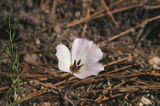 Plain mariposa lily