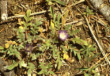 Littlefoot nemophila