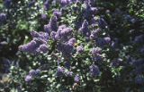 Carmel ceanothus