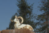 Dall's sheep