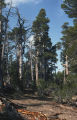 Lodgepole pine