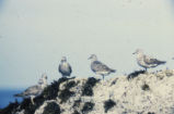 Surfbirds