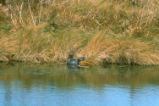 Turtles basking