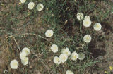Island false bindweed