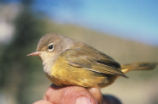 MacGillivray's warbler