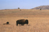 American bison
