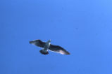 Ring-billed gull