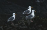 Western gulls