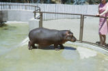 Pygmy hippopotamus