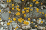 Woolly easterbonnets