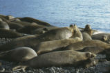 Northern elephant seal