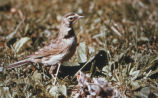 Prairie Horned Lark