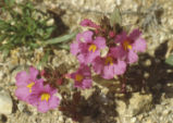 Bigelow's monkeyflower