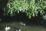 Common goldeneye and harlequin ducks
