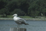 Herring gull