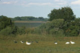 Snow geese
