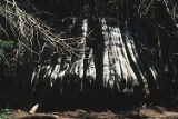 Giant sequoia stump