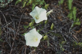 Island false bindweed