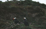 Tufted puffins