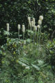 Common beargrass