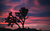 Joshua tree