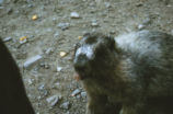 Hoary marmot