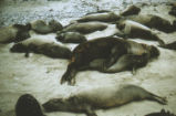 Northern elephant seal