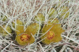 California barrel cactus