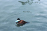 Ruddy duck