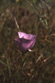 Splendid mariposa lily