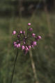 Nodding onion