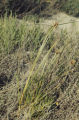 Sedge and Nevada goldenrod