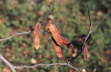 California redbud