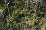 Cordgrass