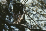 Northern saw-whet owl
