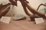 Mastodon and mammoth teeth